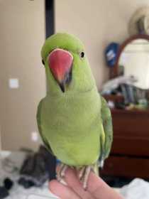 Lost Indian Ringneck Parakeet