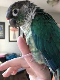 Lost Conure