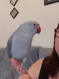 Lost Indian Ringneck Parakeet