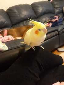 Lost Cockatiel