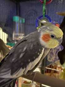 Lost Cockatiel