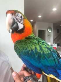 Lost Macaw