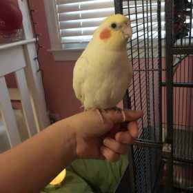 Lost Cockatiel