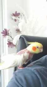 Lost Cockatiel