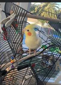 Lost Cockatiel