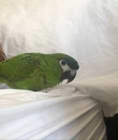 Lost Macaw