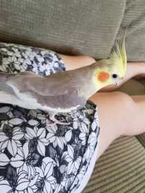 Lost Cockatiel