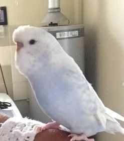 Lost Budgerigar