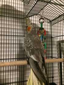 Lost Cockatiel