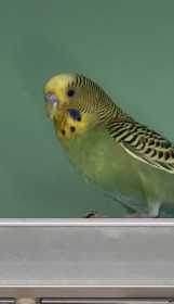 Lost Budgerigar