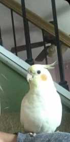 Lost Cockatiel