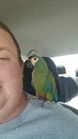 Lost Macaw