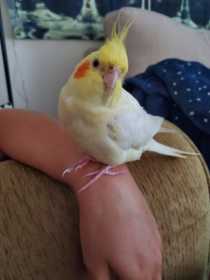 Lost Cockatiel