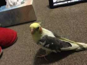 Lost Cockatiel