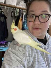 Lost Cockatiel