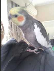 Lost Cockatiel