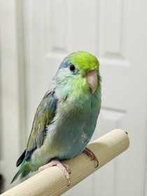 Lost Parrotlet