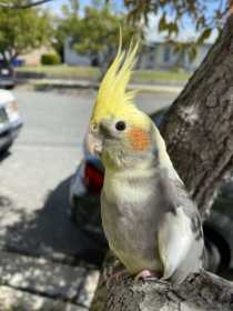 Lost Cockatiel