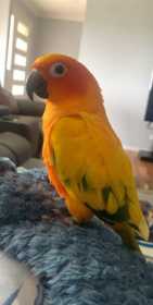 Lost Conure