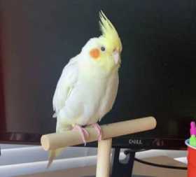 Lost Cockatiel