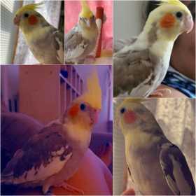 Lost Cockatiel