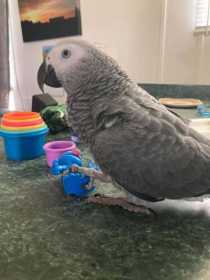 Lost African Grey