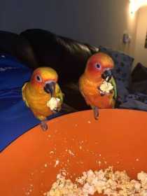 Lost Conure