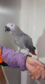 Lost African Grey