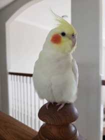 Lost Cockatiel