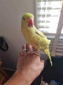 Lost Indian Ringneck Parakeet