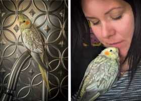 Lost Cockatiel