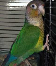 Lost Conure