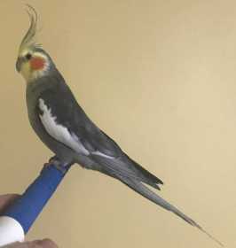 Lost Cockatiel