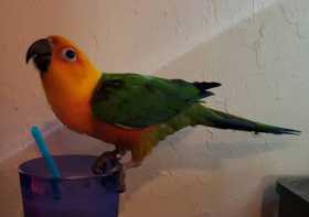 Lost Conure