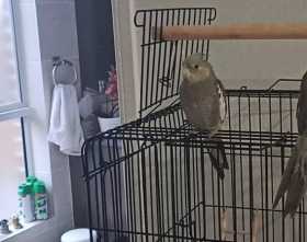 Lost Cockatiel