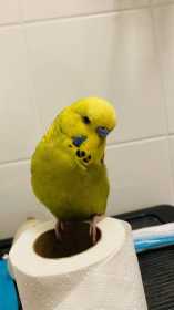 Lost Budgerigar