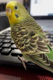 Lost Parakeet