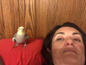 Lost Cockatiel