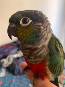 Lost Conure