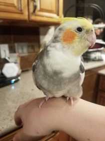 Lost Cockatiel