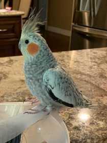 Lost Cockatiel