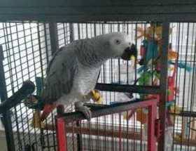 Lost African Grey