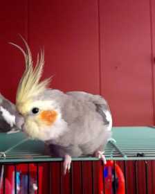 Lost Cockatiel