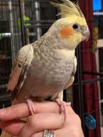 Lost Cockatiel