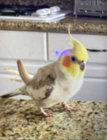 Lost Cockatiel