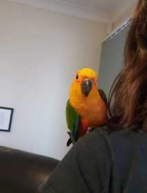 Lost Conure