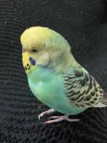 Lost Budgerigar