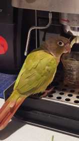 Lost Conure