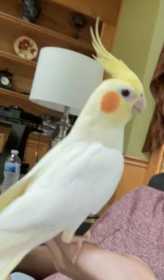 Lost Cockatiel