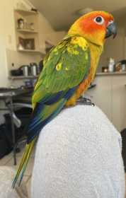 Lost Conure